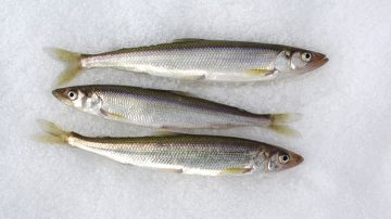 Рыба во льду