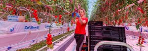 Крупнейший проект  LED освещения  теплиц "Агро-Инвест"